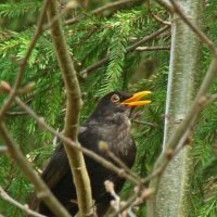 черный дрозд :: gawrilа - dan