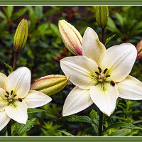 Цветение :: Владимир Кроливец