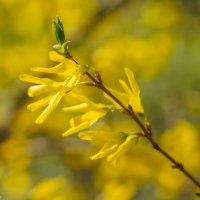 Цветущий апрель... :: Владимир Жданов Цветущий апрель... :: Владимир Жданов
