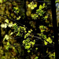 природа 19 апреля  3 :: Александр Прокудин