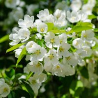 *** :: Виктор Иванович Чернюк *** :: Виктор Иванович Чернюк