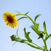 Календула в горшочке на балконе :: Татьяна Лютаева