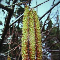 На орешнике :: Людмила Смородинская