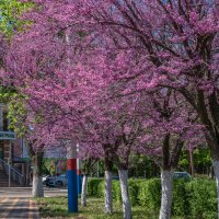 Багряник :: Игорь Сикорский Багряник :: Игорь Сикорский