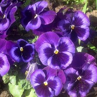 Анютины глазки :: Елена Семигина