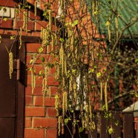 Серёжки, берёзки. :: Петр Беляков Серёжки, берёзки. :: Петр Беляков