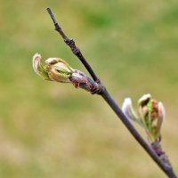 Пробуждение :: Светлана Пробуждение :: Светлана