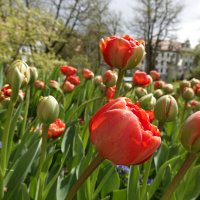 Так грациозны, так божественно милы... Непревзойдённо выглядят тюльпаны...... :: Галина 