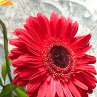 *** :: Татьяна Юрасова