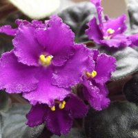 Фиалки :: Freddy 97