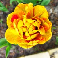 Красота тюльпанов 1 :: Александр Жукович