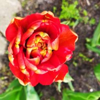 красота тюльпанов 3 :: Александр Жукович