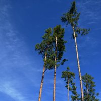 * :: Наталья Покацкая