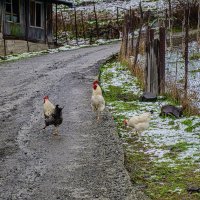 в Барисахо :: Осень в Барисахо :: Осень