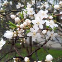 Алыча :: Сапсан 