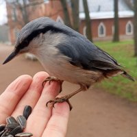 Поползень :: Сапсан Поползень :: Сапсан