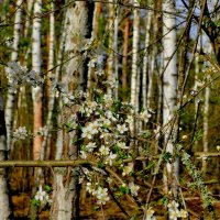 Природа апреля 1 :: Александр Прокудин