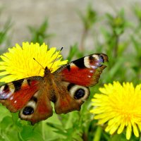 природа апреля 5 :: Александр Прокудин природа апреля 5 :: Александр Прокудин