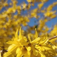 Весна пришла! :: Pippa Весна пришла! :: Pippa