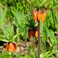 Рябчики на городской клумбе. :: Милешкин Владимир Алексеевич 