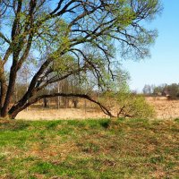Дерево - веер (репортаж из поездок по области). :: Милешкин Владимир Алексеевич 