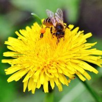 Солнечный одуванчик и пчёлка. :: Восковых Анна Васильевна 