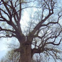 Тюльпановое дерево :: Tata Wolf Тюльпановое дерево :: Tata Wolf