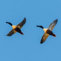 тандем :: Виталий Емельянов тандем :: Виталий Емельянов