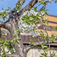 Красиво цветёт :: Валерий Иванович