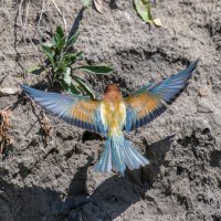 золотистые щурки. :: юрий макаров