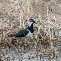 Чибис :: Александр 