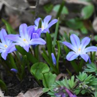 Москва. Аптекарский огород. Апрель. :: Наташа *****