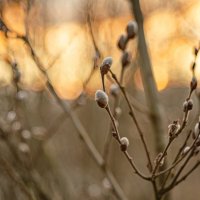 На закате :: Александр Филатов