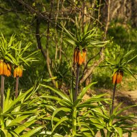 Скоро рябчики распустятся :: Петр Беляков