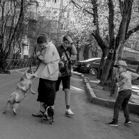 Собачьи разборки :: Владимир Носов