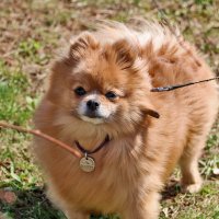 Пушистик шпиц :: Светлана 