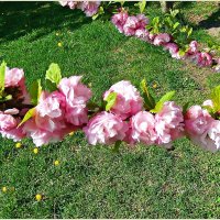 Веточка луизеании. :: Валерия Комова