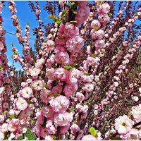 Луизеания. :: Валерия Комова