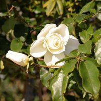 Плетистая белая роза :: Oleg4618 Шутченко Плетистая белая роза :: Oleg4618 Шутченко