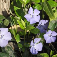 Барвинок :: Freddy 97