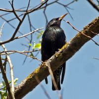 Скворец :: Зоя Мишина