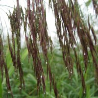 После дождя :: Anna Ivanova После дождя :: Anna Ivanova