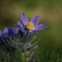 Сон трава. :: Sergey (Apg) Сон трава. :: Sergey (Apg)