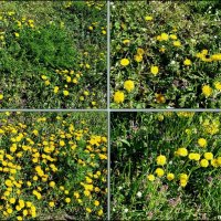 Из жизни одуванчиков... :: Нина Бутко Из жизни одуванчиков... :: Нина Бутко