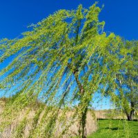 Ветер... ветер... :: Нина Бутко Ветер... ветер... :: Нина Бутко