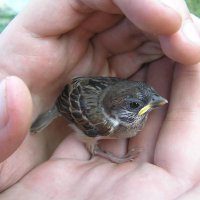 Выпал :: Павел Трунцев