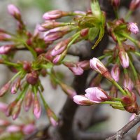 весеннее цветение :: Anna-Sabina Anna-Sabina весеннее цветение :: Anna-Sabina Anna-Sabina