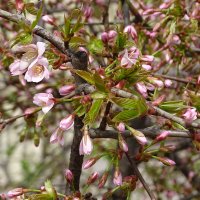 цветы весны :: Anna-Sabina Anna-Sabina