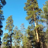 До небес ! :: Мила Бовкун