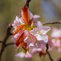 Пробуждение... :: Владимир Жданов